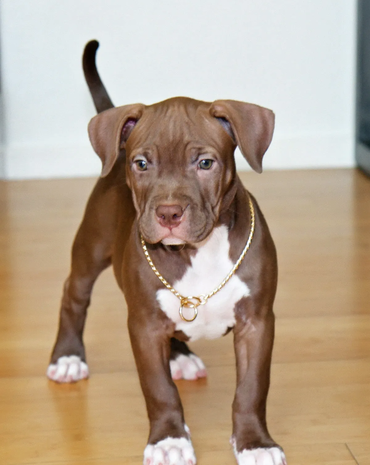 GOLD SNAKE CHAIN COLLAR