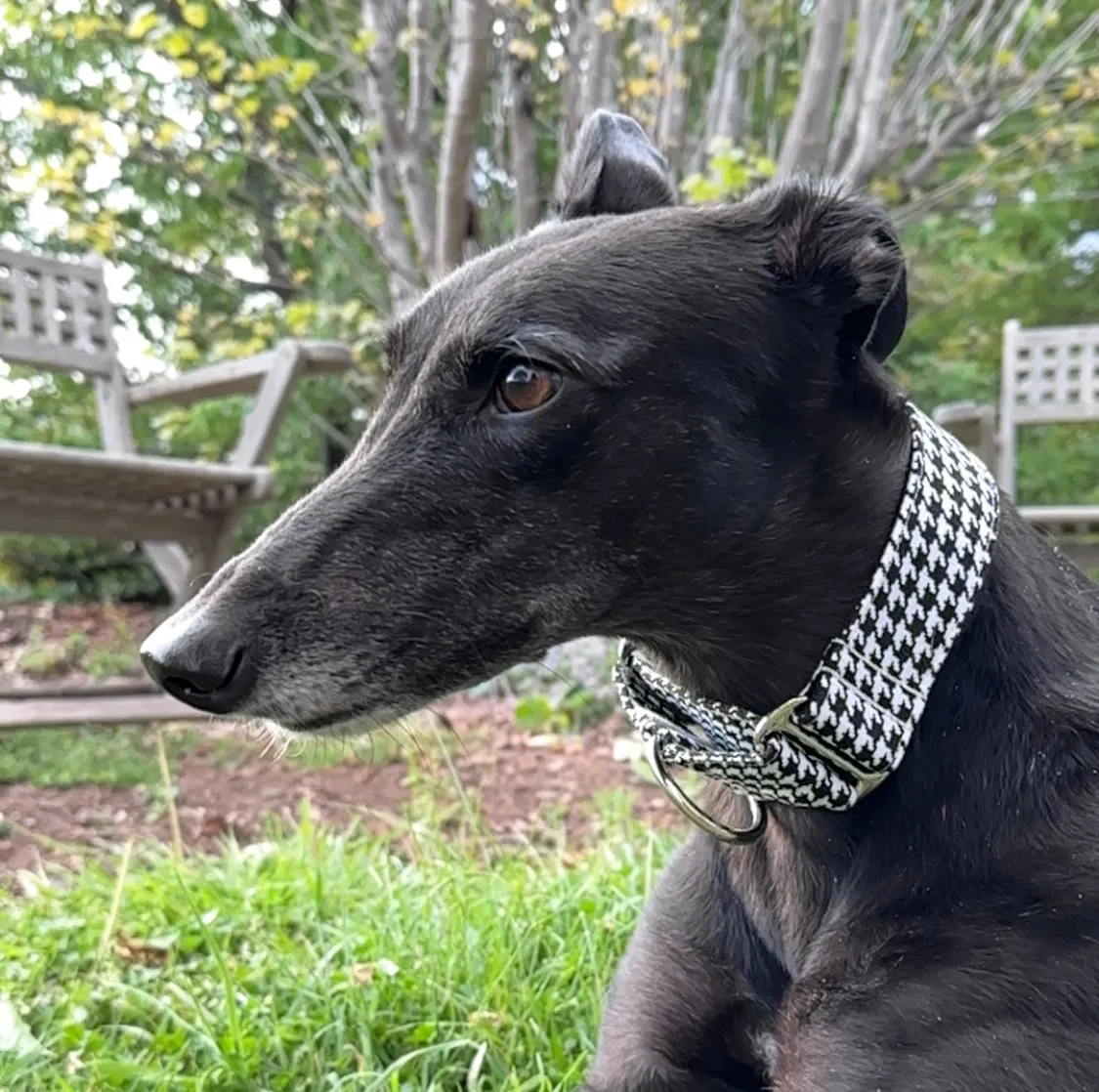 Martingale Collar - Houndstooth Noir